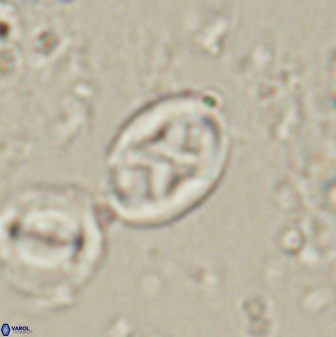 Neochiastozygus dyomisa 60715