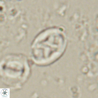 Neochiastozygus dyomisa 60715