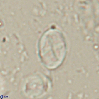Neochiastozygus dyomisa 60716