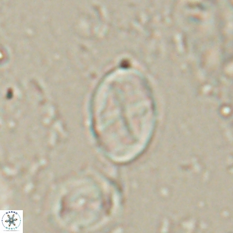 Neochiastozygus dyomisa 60716