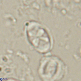 Neochiastozygus dyomisa 60717