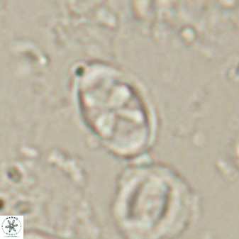 Neochiastozygus dyomisa 60717
