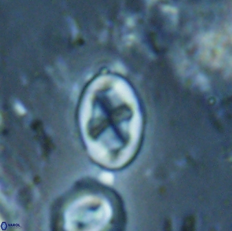 Neochiastozygus dyomisa 60718