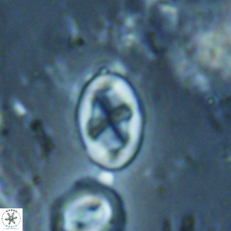 Neochiastozygus dyomisa 60718