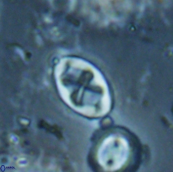Neochiastozygus dyomisa 60719