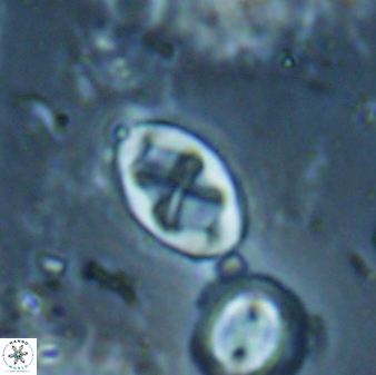 Neochiastozygus dyomisa 60719