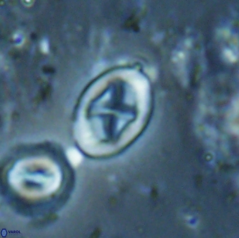Neochiastozygus dyomisa 60720