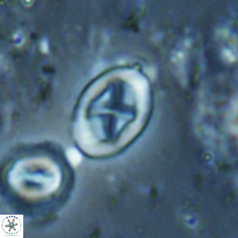 Neochiastozygus dyomisa 60720