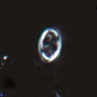 Neochiastozygus dyomisa 25340