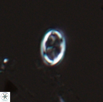 Neochiastozygus dyomisa 25340