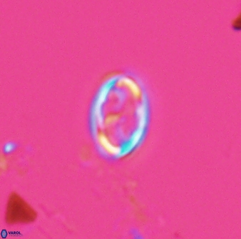 Neochiastozygus dyomisa 25341