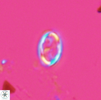 Neochiastozygus dyomisa 25341