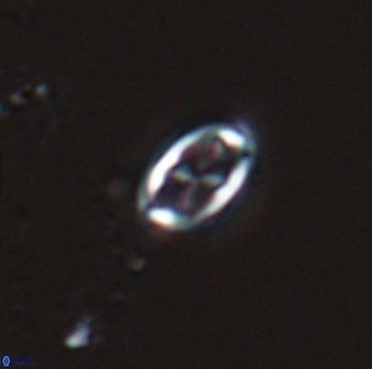 Neochiastozygus dyomisa 25342