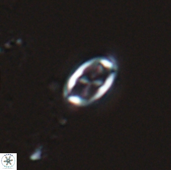 Neochiastozygus dyomisa 25342