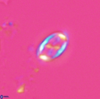 Neochiastozygus dyomisa 25343