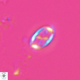 Neochiastozygus dyomisa 25343