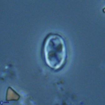 Neochiastozygus dyomisa 25345