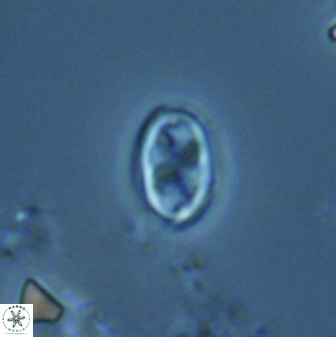 Neochiastozygus dyomisa 25345