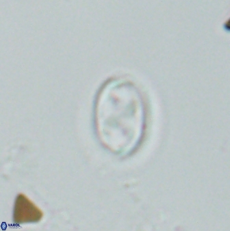 Neochiastozygus dyomisa 25346