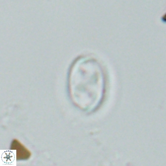 Neochiastozygus dyomisa 25346