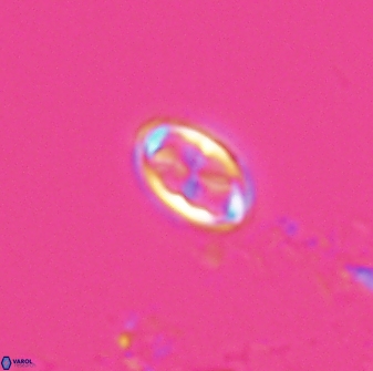 Neochiastozygus dyomisa 25338