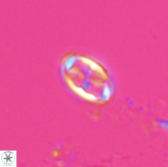 Neochiastozygus dyomisa 25338