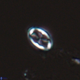 Neochiastozygus dyomisa 25339