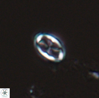 Neochiastozygus dyomisa 25339