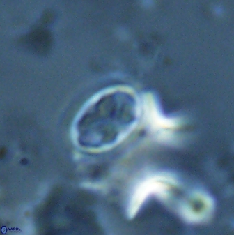 Neochiastozygus dyomisa 25443