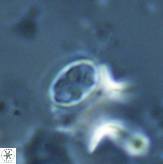 Neochiastozygus dyomisa 25443