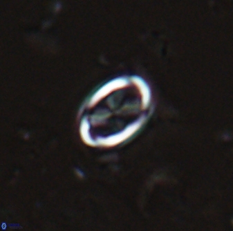 Neochiastozygus dyomisa 25440