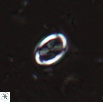 Neochiastozygus dyomisa 25440