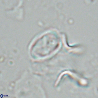 Neochiastozygus dyomisa 25442