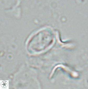 Neochiastozygus dyomisa 25442