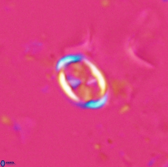 Neochiastozygus dyomisa 25435