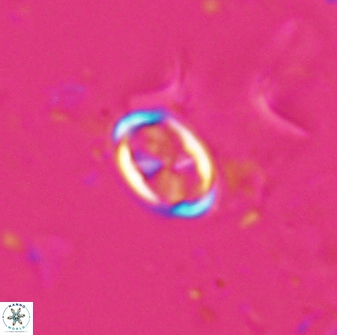 Neochiastozygus dyomisa 25435