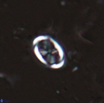 Neochiastozygus dyomisa 25436
