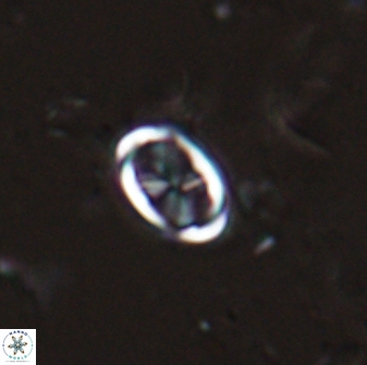 Neochiastozygus dyomisa 25436