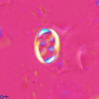 Neochiastozygus dyomisa 25437