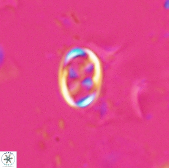 Neochiastozygus dyomisa 25437