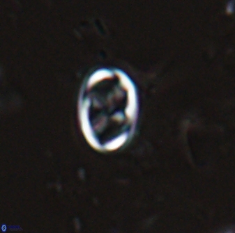 Neochiastozygus dyomisa 25438