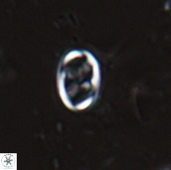 Neochiastozygus dyomisa 25438