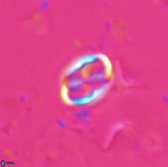 Neochiastozygus dyomisa 25439
