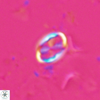 Neochiastozygus dyomisa 25439