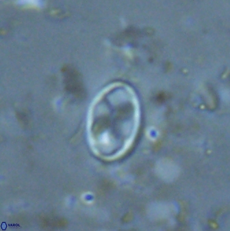 Neochiastozygus dyomisa 25743