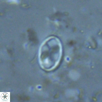 Neochiastozygus dyomisa 25743