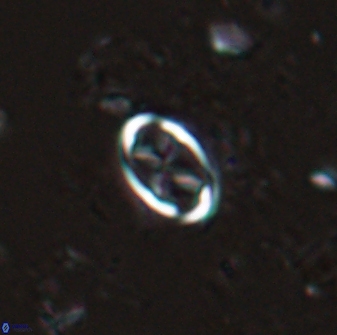 Neochiastozygus dyomisa 25740