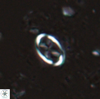 Neochiastozygus dyomisa 25740
