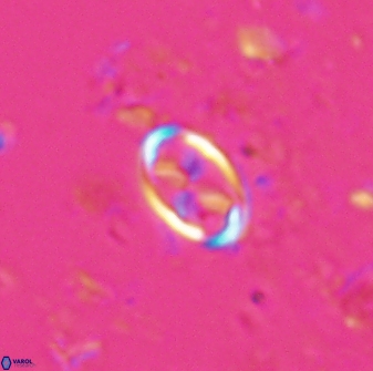 Neochiastozygus dyomisa 25741