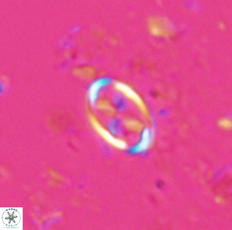 Neochiastozygus dyomisa 25741